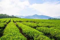 Rows of green plants growing in field near amazing mountains at sunny day — Stock Photo