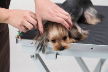 Cropped shot of person grooming cute yorkshire terrier dog — Stock Photo