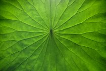 Vista close-up de verde fresco textura da folha de lótus — Fotografia de Stock