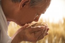 O velho agricultor com arroz — Fotografia de Stock