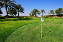 Grüne Oase mit frischem Gras und Palmen in der Wüste bei sonnigem Wetter — Stockfoto