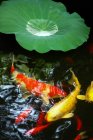 Vista close-up de folha verde e peixinho dourado na água calma da lagoa — Fotografia de Stock