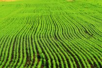 Full frame view of fresh green plants growing in rows on agricultural field — Stock Photo