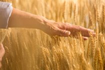 Colpo ritagliato di agricoltore anziano toccare le spighe di grano maturo in campo — Foto stock