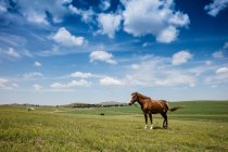 Vue latérale d'un beau cheval brun debout sur un pâturage herbeux vert au soleil — Photo de stock