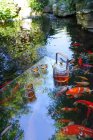 Vista de ángulo alto del juego de té y peces de colores nadando en el estanque - foto de stock