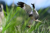 Close-up view of majestic hawk flying above green grass in wildlife — Stock Photo