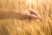 Обрезанный снимок старшего фермера, касающегося спелых колосьев пшеницы в поле — стоковое фото