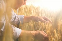Agriculteurs en vue de la récolte de blé — Photo de stock