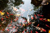Vista close-up de peixes dourados nadando em água calma da lagoa — Fotografia de Stock