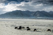 Gannan Grasland Landschaft in der Provinz Gansu, China — Stockfoto