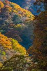 Blick aus der Vogelperspektive auf eine atemberaubende Landschaft mit üppiger Herbstvegetation in malerischen Bergen — Stockfoto