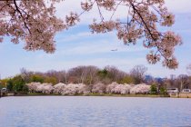 Paisaje de Washington con hermosos árboles florecientes rosados - foto de stock