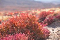 Primer plano de las plantas que crecen en el desierto de Gobi, provincia de Qinghai - foto de stock