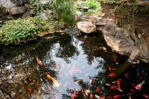 Красивые золотые рыбки плавают в тихом саду пруда — стоковое фото
