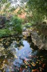 Hermoso pez dorado nadando en estanque jardín decorativo tranquilo - foto de stock