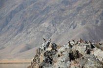 Hermosos gorriones grises sobre rocas en montañas pintorescas, provincia de Xinjiang - foto de stock