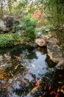 Красивые золотые рыбки плавают в спокойном декоративном саду пруда — стоковое фото
