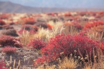 Крупний план перегляду рослин, що ростуть в пустелі Гобі, провінція Цінхай — стокове фото