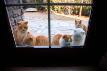 Vista attraverso la porta di vetro di adorabili gatti rossi e bianchi soffici — Foto stock