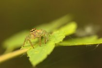 Shaanxi qinling jumping spider on green leaf — Stock Photo