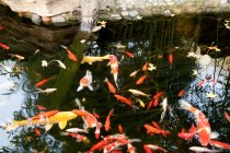 Vue rapprochée du poisson rouge nageant dans l'eau calme de l'étang — Photo de stock