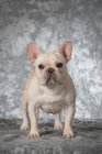 Nahaufnahme der entzückenden weißen französischen Bulldogge, die in die Kamera schaut — Stockfoto