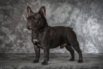 Preto francês bulldog cão de pé e olhando para longe no fundo cinza — Fotografia de Stock