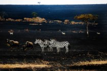 Herd of beautiful wild zebras in Masai Mara National Reserve, Africa — Stock Photo