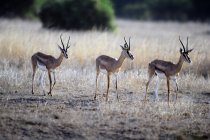 Schöne antilopen auf graswiese im masai mara nationalreservat, afrika — Stockfoto