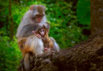 Primo piano di due adorabili scimmie adulte e bambini nella fauna selvatica — Foto stock