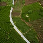 Vue aérienne de beaux champs agricoles verts pendant la journée — Photo de stock