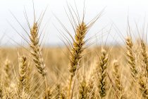 Крупним планом вирощування пшениці в польових умовах, селективний фокус — стокове фото
