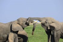 Majestuosos elefantes africanos grises en un día soleado en la vida silvestre - foto de stock