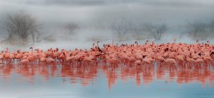 Beautiful pink flamingos in wildlife, Masai Mara National Reserve, Africa — Stock Photo