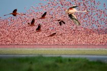 Красивий рожевий фламінго в дикій природі, Масаї Мара Національний заповідник, Африка — стокове фото