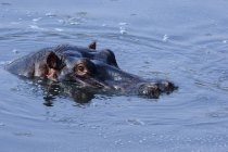 Vue rapprochée de l'hippopotame sauvage nageant dans l'eau pendant la journée — Photo de stock