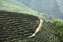 Чайний сад Сісян Каунті, провінція Shaanxi, Китай — стокове фото