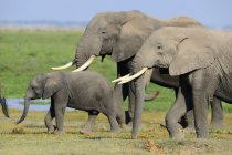 Maestosi elefanti grigi africani nella giornata di sole nella fauna selvatica — Foto stock