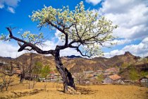 Beautiful landscape with blossoming tree and houses in Qinghuangdao, Hebei, China — Stock Photo