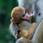 Gros plan de deux adorables adultes et bébés singes dans la faune — Photo de stock
