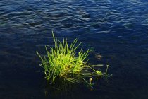 Свежая зеленая трава в воде реки днем — стоковое фото