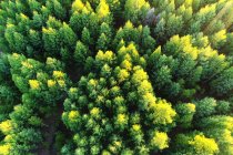 Vista aérea de árboles verdes altos en hermoso bosque - foto de stock