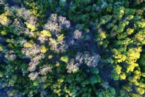 Veduta aerea di bellissimi alberi alti nella foresta durante il giorno — Foto stock