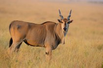 Side view of beautiful brown Eland looking at camera while standing on grass — Stock Photo