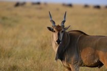 Beautiful wild Eland standing in grass and looking at camera in wildlife — Stock Photo