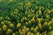 Vue aérienne de grands arbres verts dans une belle forêt — Photo de stock