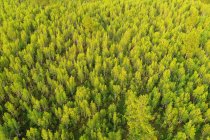 Vista aerea di alti alberi verdi nella bellissima foresta — Foto stock
