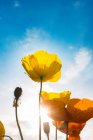 Vue à angle bas des fleurs jaunes contre ciel bleu avec nuages — Photo de stock