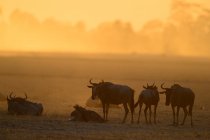 Стадо диких антилопів на пасовищі на мальовничому заході сонця — стокове фото